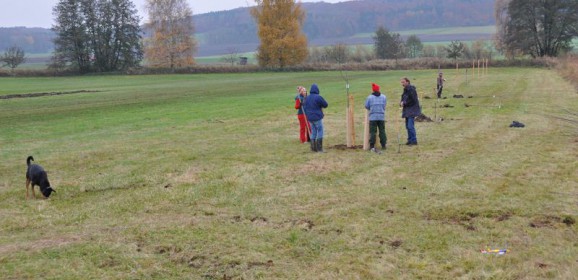 16 neue Obstbäume für Westheim